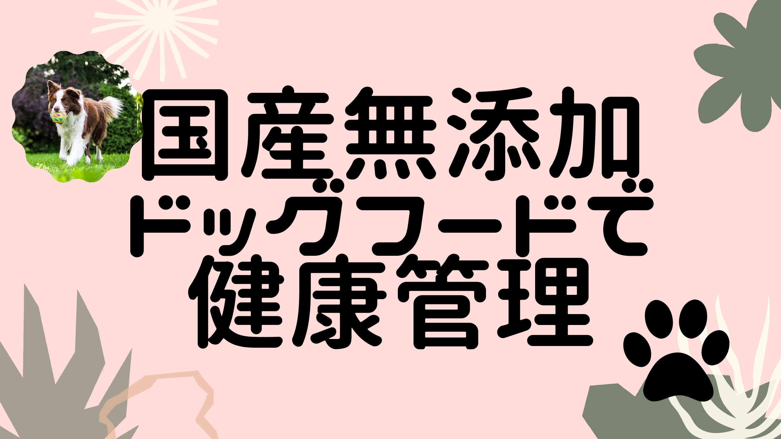 安心犬活～国産無添加ドッグフード～って実際どうなの？オススメ